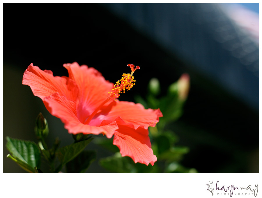 IMG_8008 IMG_8008